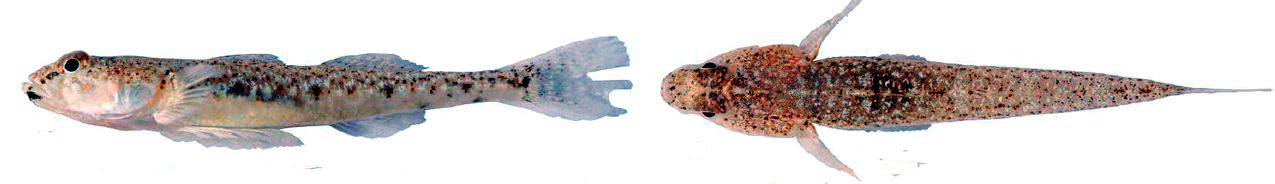 Pomatoschistus marmoratus_003